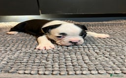 French Bulldog dogs for sale: ♥️Litter of 6 French Bulldog Puppies♥️ - Advert 12