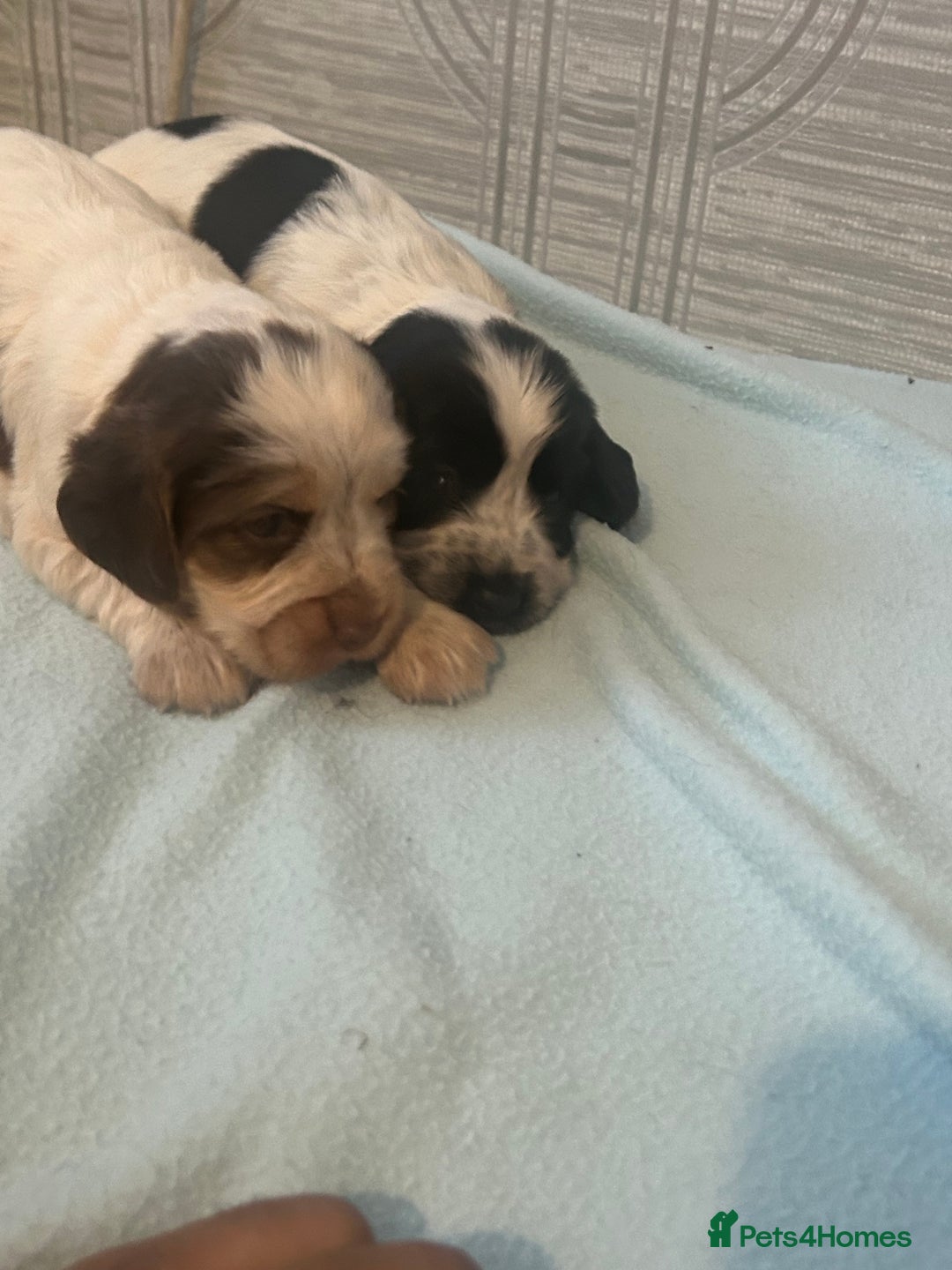 Cocker Spaniel dogs for sale: 🔥 rare coloured show type cocker spaniels  - Image 16