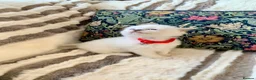 Ragdoll cats for sale: Beautiful bicolour & point Ragdoll kittens  - Advert 21