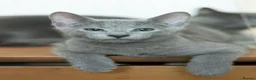 Russian Blue cats for sale: TICA Reg Boutique Russian Blue Kittens  - Advert 32