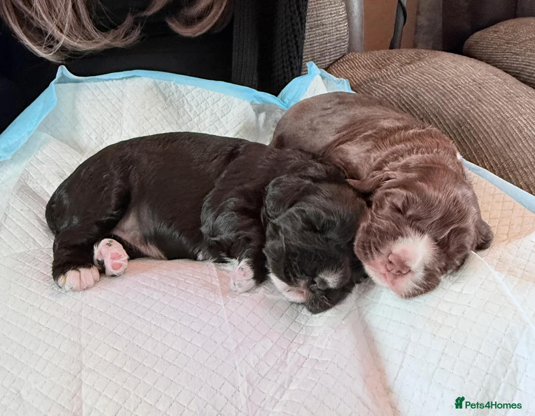 Cocker Spaniel dogs for sale: Beautiful cocker spaniels  - Advert 1