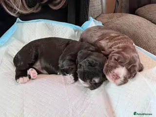 Cocker Spaniel dogs Beautiful cocker spaniels - Advert 5