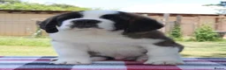 Saint Bernard dogs for sale: dcjkhsdk purebred Saint Bernard puppies for you in Cheltenham - Advert 9