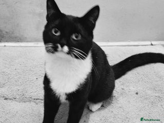 Mixed Breed cats - Advert 30