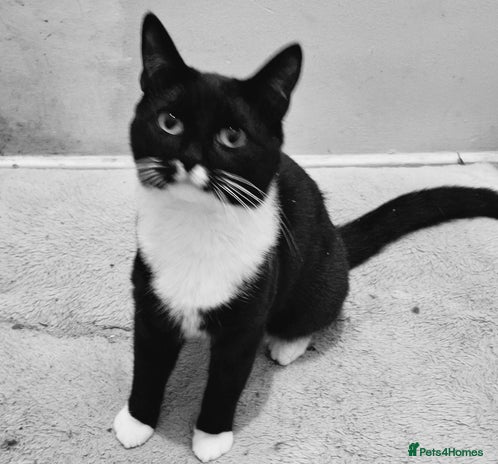 Mixed Breed cats - Advert 1