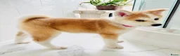 Japanese Akita Inu dogs for sale: Cute Japanese Akita puppies for the right home💜 - Advert 2