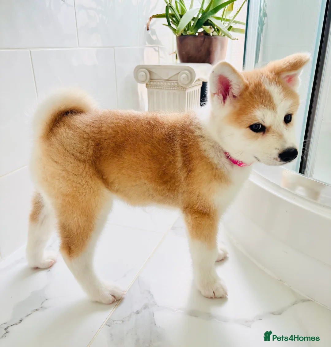 Japanese Akita Inu dogs for sale: Cute Japanese Akita puppies for the right home💜 - Advert 2