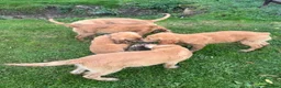 Golden Retriever dogs for sale: Beautiful KC dark gold healthy boys - Advert 21