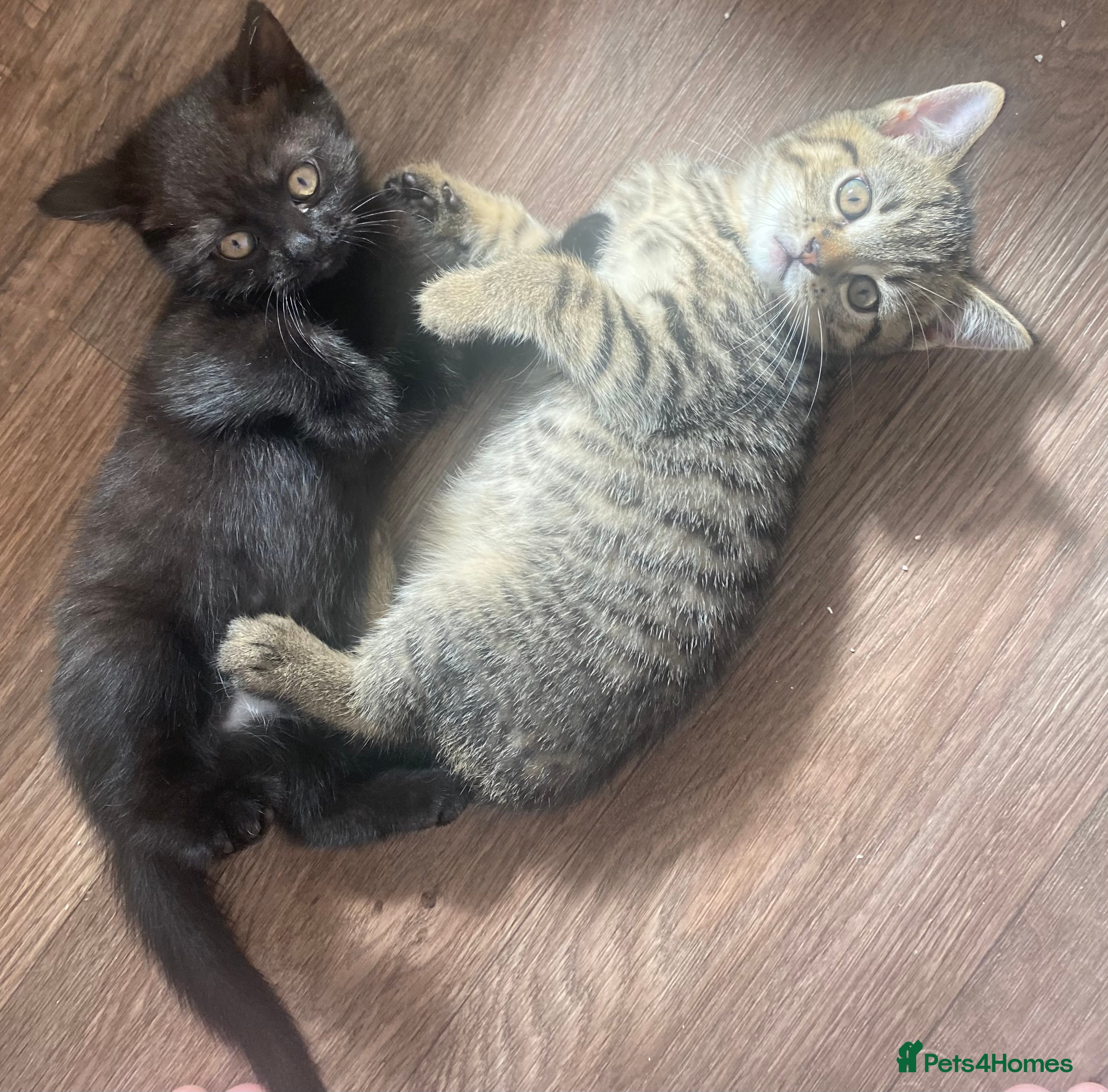 British Shorthair cats Kittens  - Advert 2