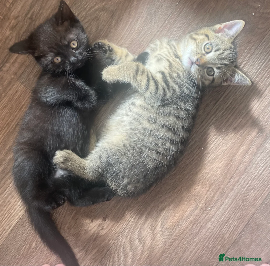 British Shorthair cats for sale: Kittens  - Advert 2