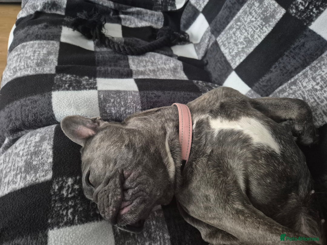 French Bulldog dogs for sale: Female frenchie (18 months old ) - Image 7