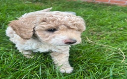 Cockapoo dogs for sale: F2b cockapoo puppies  - Image 9