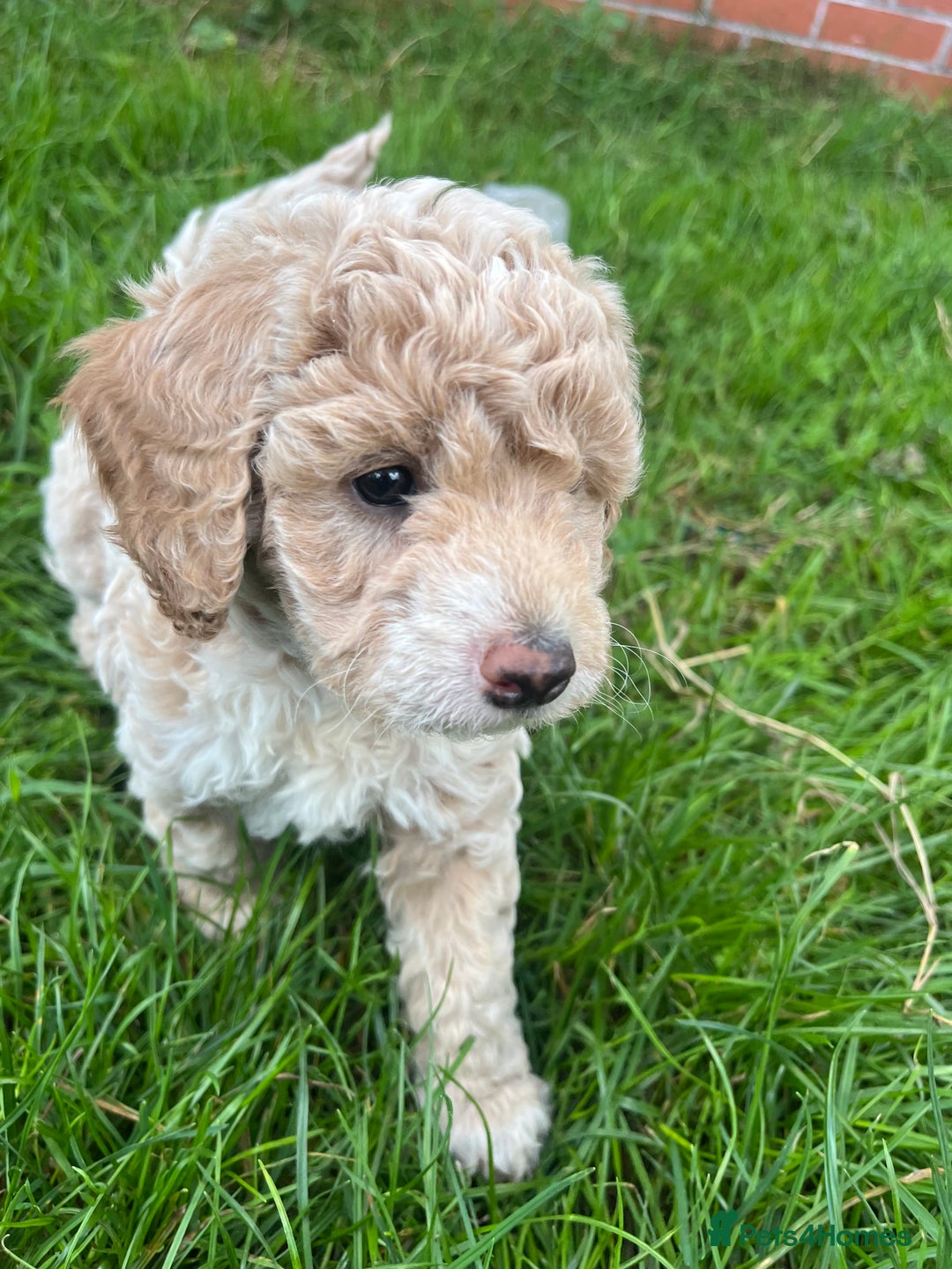 Cockapoo dogs for sale: F2b cockapoo puppies  - Image 9