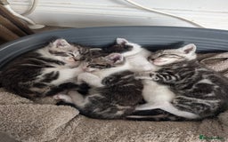British Shorthair cats for sale: 4 beautiful Kittens available  - Image 1