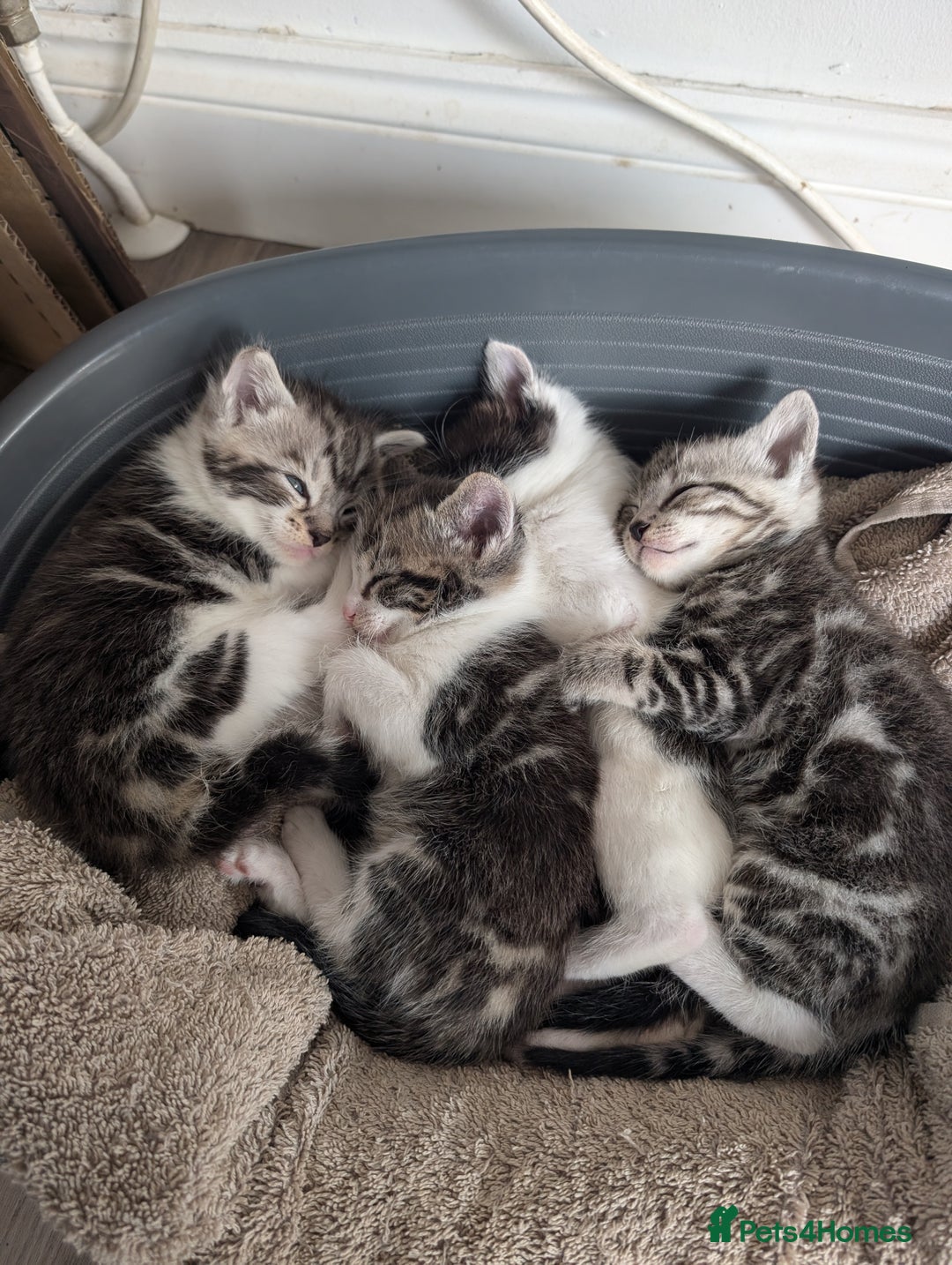British Shorthair cats for sale: 4 beautiful Kittens available  - Image 1