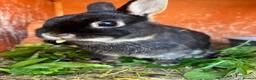 Netherland Dwarf rabbits for sale: Bertie needs a friend  - Advert 5