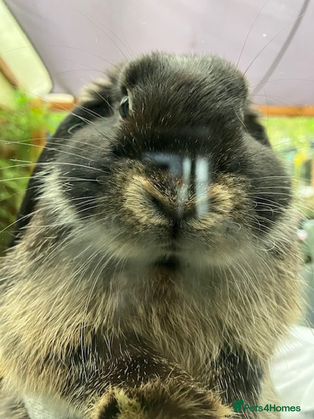 Mini Lop rabbits for sale: Mini lop “Otter” bunnies - Advert 4