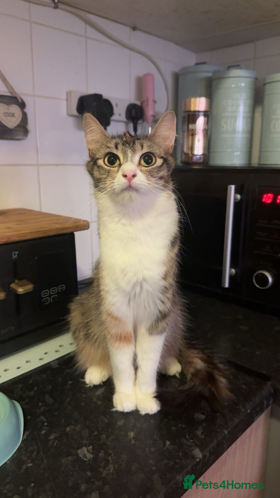 Domestic Shorthair cats for sale: 5 beautiful baby’s looking for forever homes - Image 2
