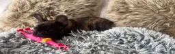 French Bulldog dogs for sale: 🏆KC French Bulldog Puppies🏆 - Advert 11