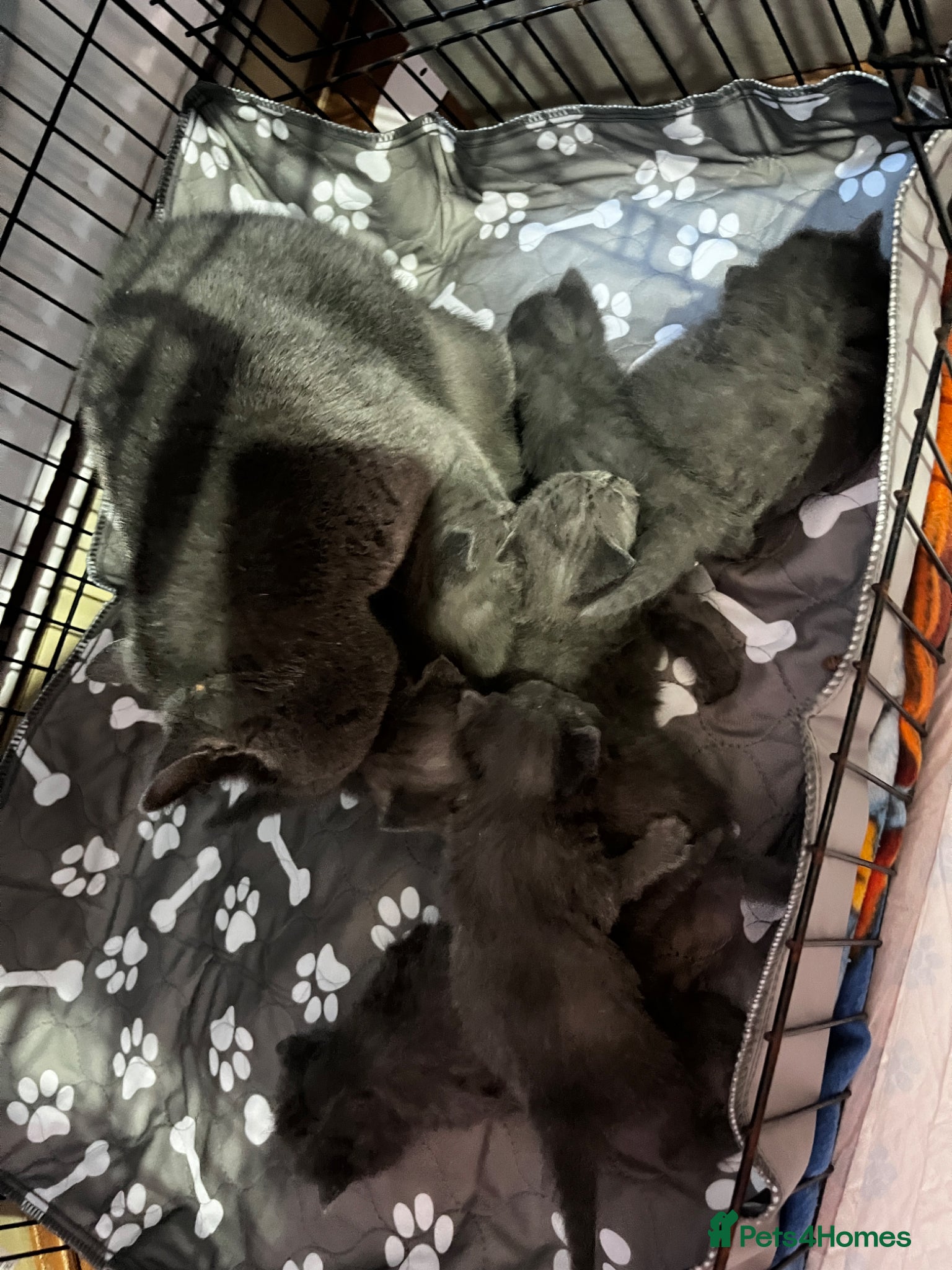 British Shorthair cats 7 British short hair kittens is looking for home  - Advert 1