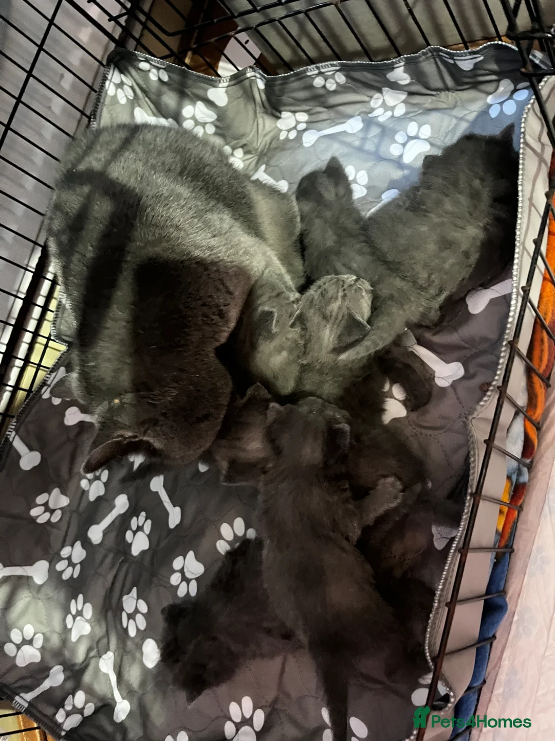 British Shorthair cats for sale: 7 British short hair kittens is looking for home  - Advert 1