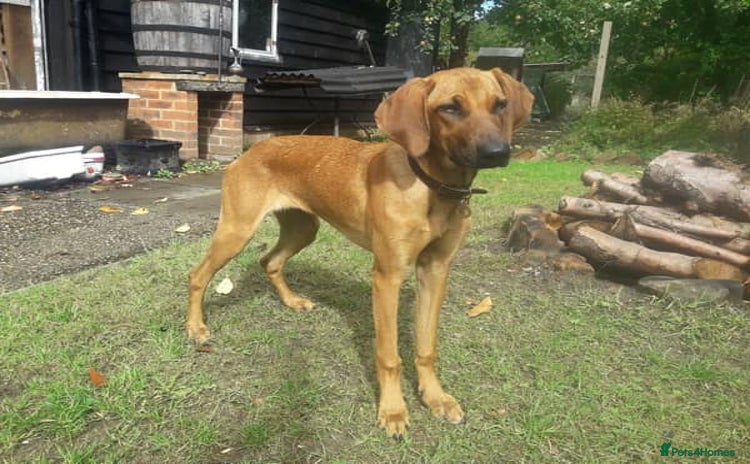 Mixed Breed dogs - Advert 1