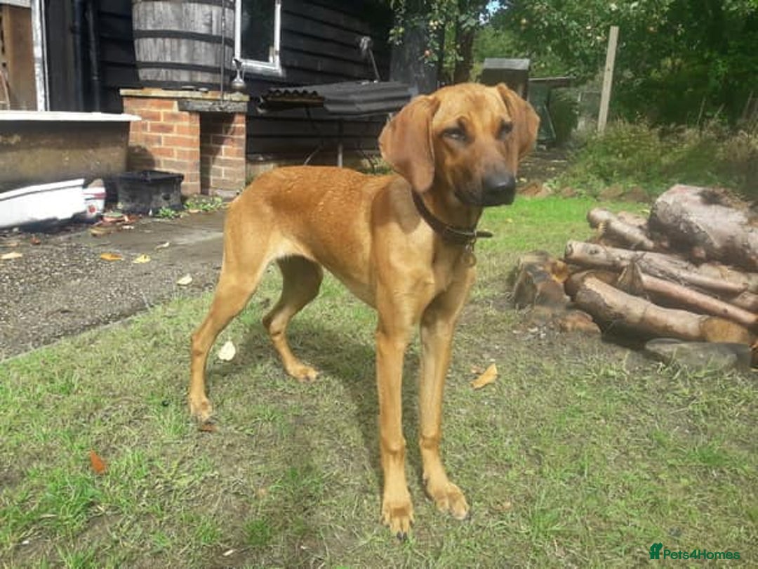 Mixed Breed dogs for adoption: Sweet Lily 5 months old Seguigio Cross - Image 1