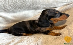 Miniature Dachshund dogs for sale: Adorable Miniature Dachshund Puppies - Image 28