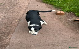Border Collie dogs for sale: Collie  - Image 1