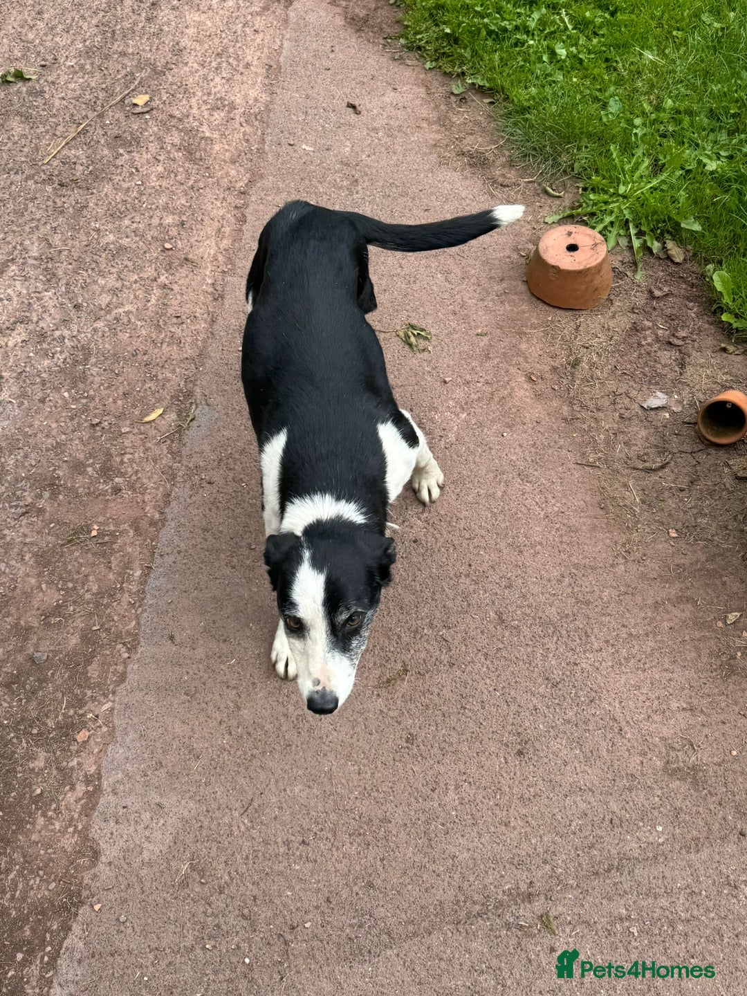 Border Collie dogs for sale: Collie  - Image 1