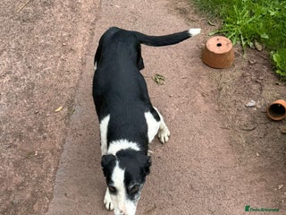 Border Collie dogs - Advert 7