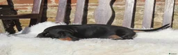 Miniature Dachshund dogs for sale: BVA eye tested IVDD screeened 3.5yr old boy  - Advert 6