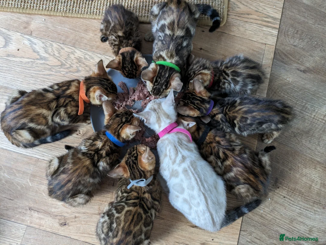 Bengal cats for stud: Impressive Stud Bengal TICA WCF reg in Harlow - Advert 37