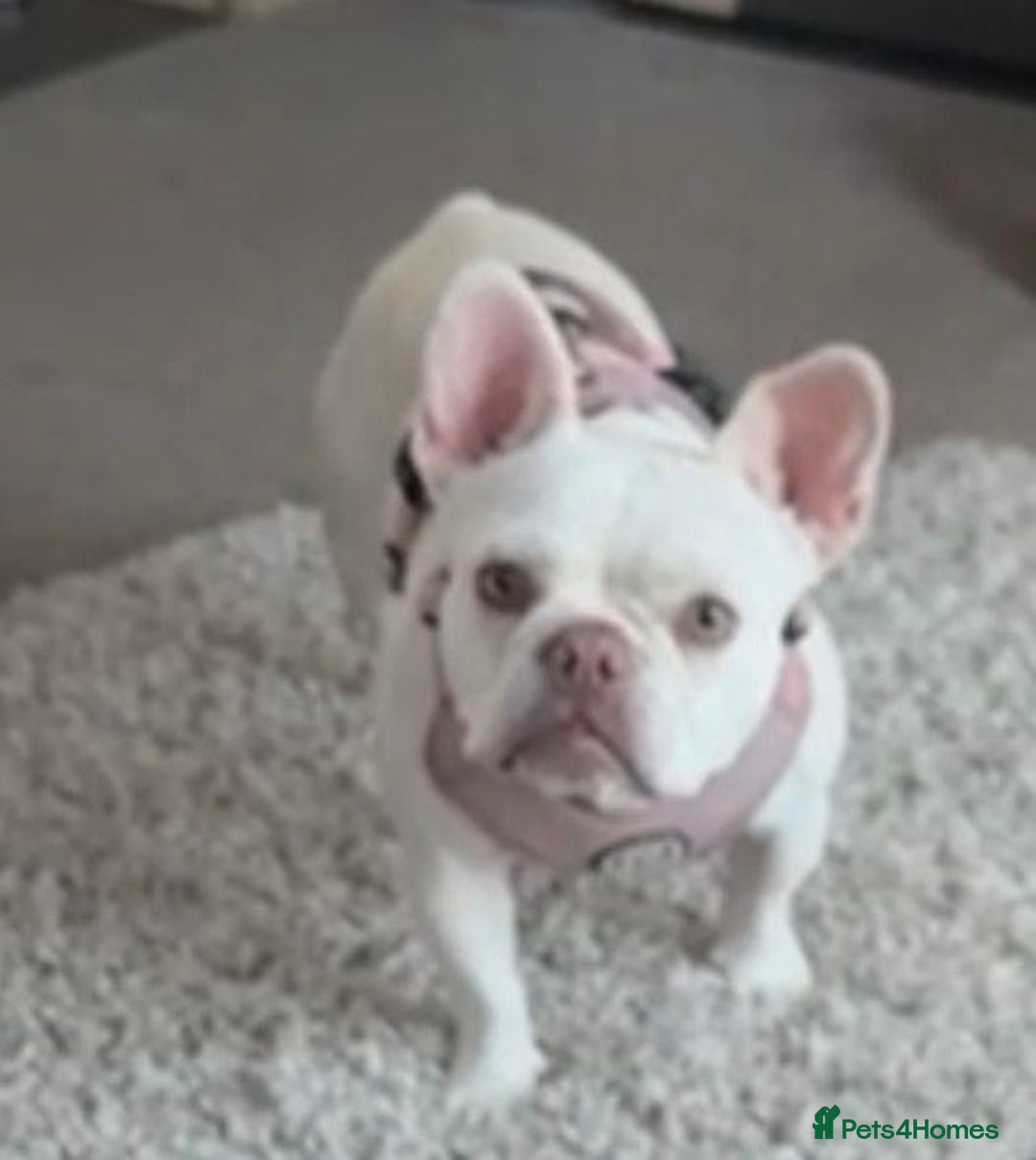 French Bulldog dogs for sale: French bull dog  - Image 5