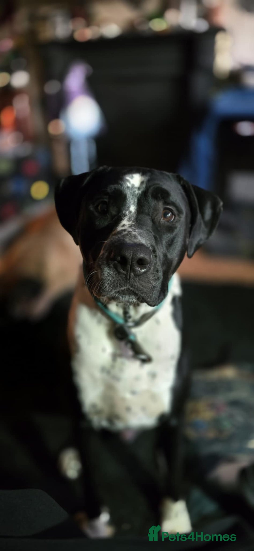 Mixed Breed dogs for sale: Moose and Zero Brothers  - Advert 2