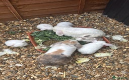 Mini Lop rabbits for sale: New baby mini lops  - Image 4