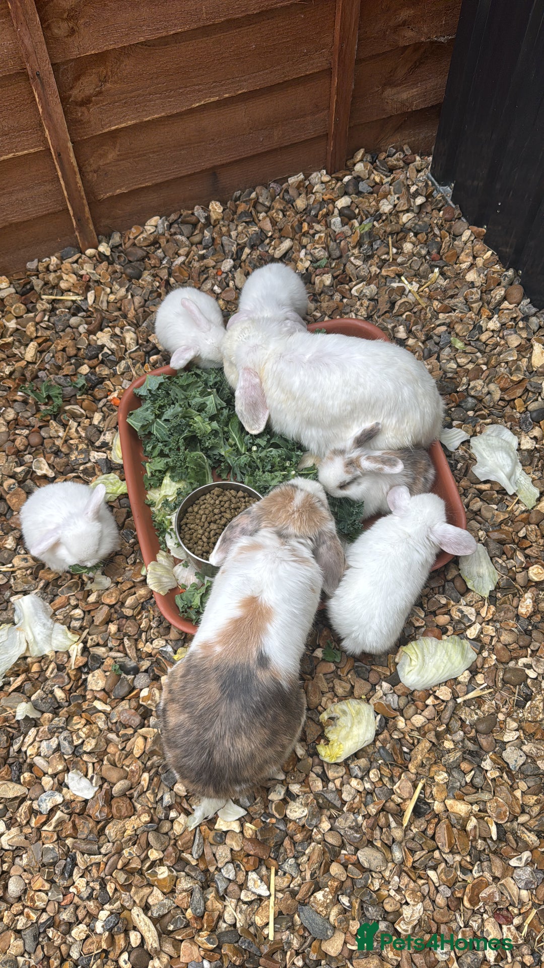 Mini Lop rabbits for sale: New baby mini lops  - Image 4