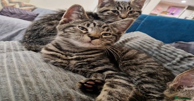 Ragdoll cats - Advert 2