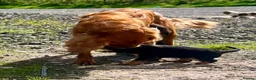 Mixed Breed dogs for sale: Cavalier x kelpie - Advert 14