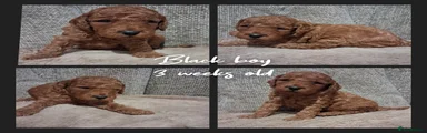 Labradoodle Black boy