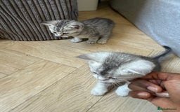 British Shorthair cats for sale: Unusual litter of British Shorthairs - Image 2