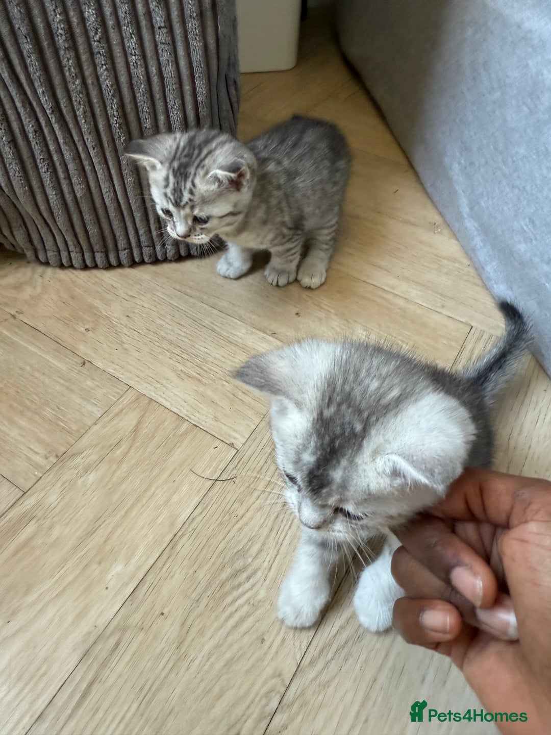 British Shorthair cats for sale: Unusual litter of British Shorthairs - Image 2
