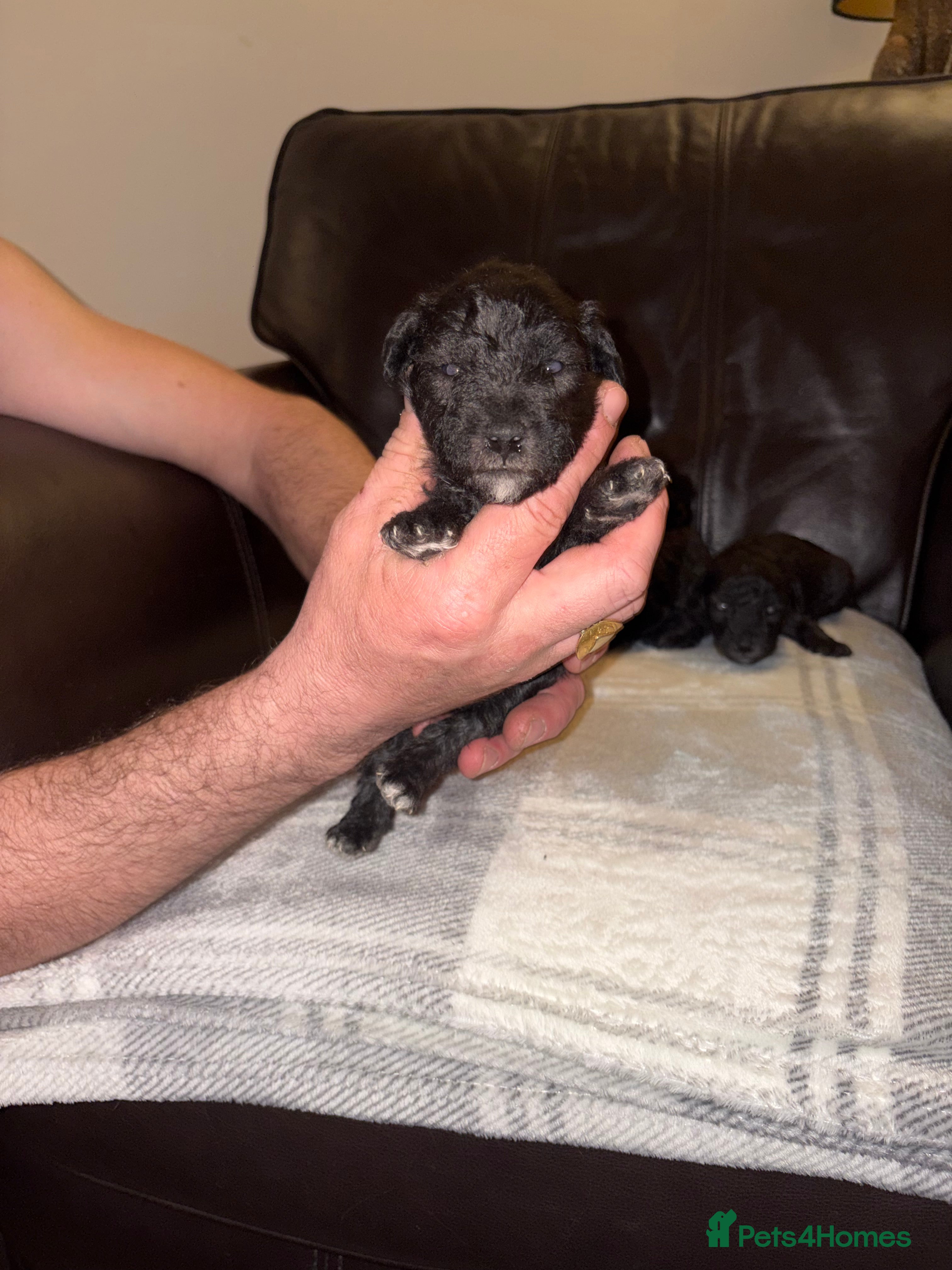 Bedlington Terrier dogs Bedlington - Advert 6