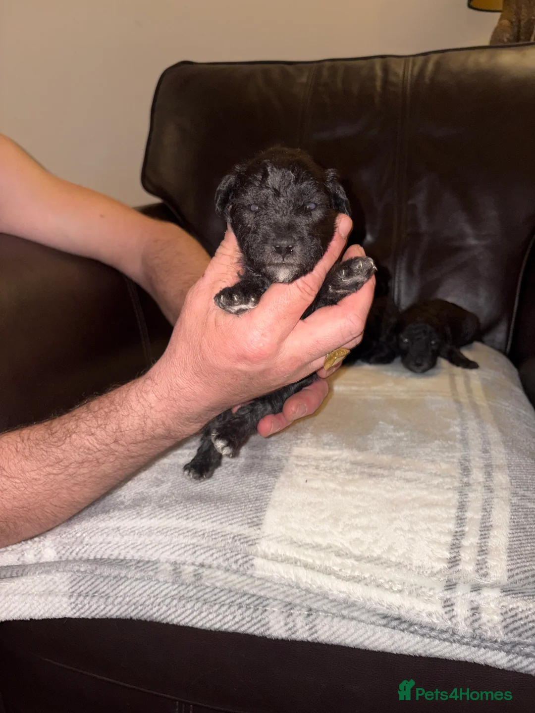 Bedlington Terrier dogs for sale: Bedlington - Advert 1