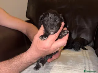 Bedlington Terrier dogs Bedlington - Advert 6