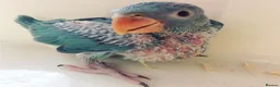 Parrots birds for sale: Super friendly Indian talking Ringneck parrot  - Advert 2