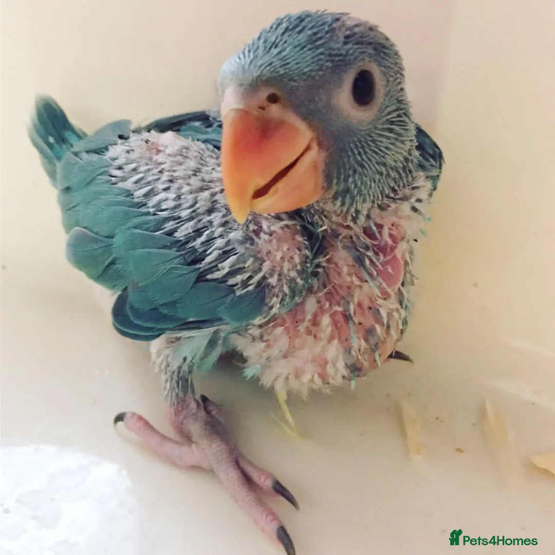 Parrots birds for sale: Super friendly Indian talking Ringneck parrot  - Advert 2