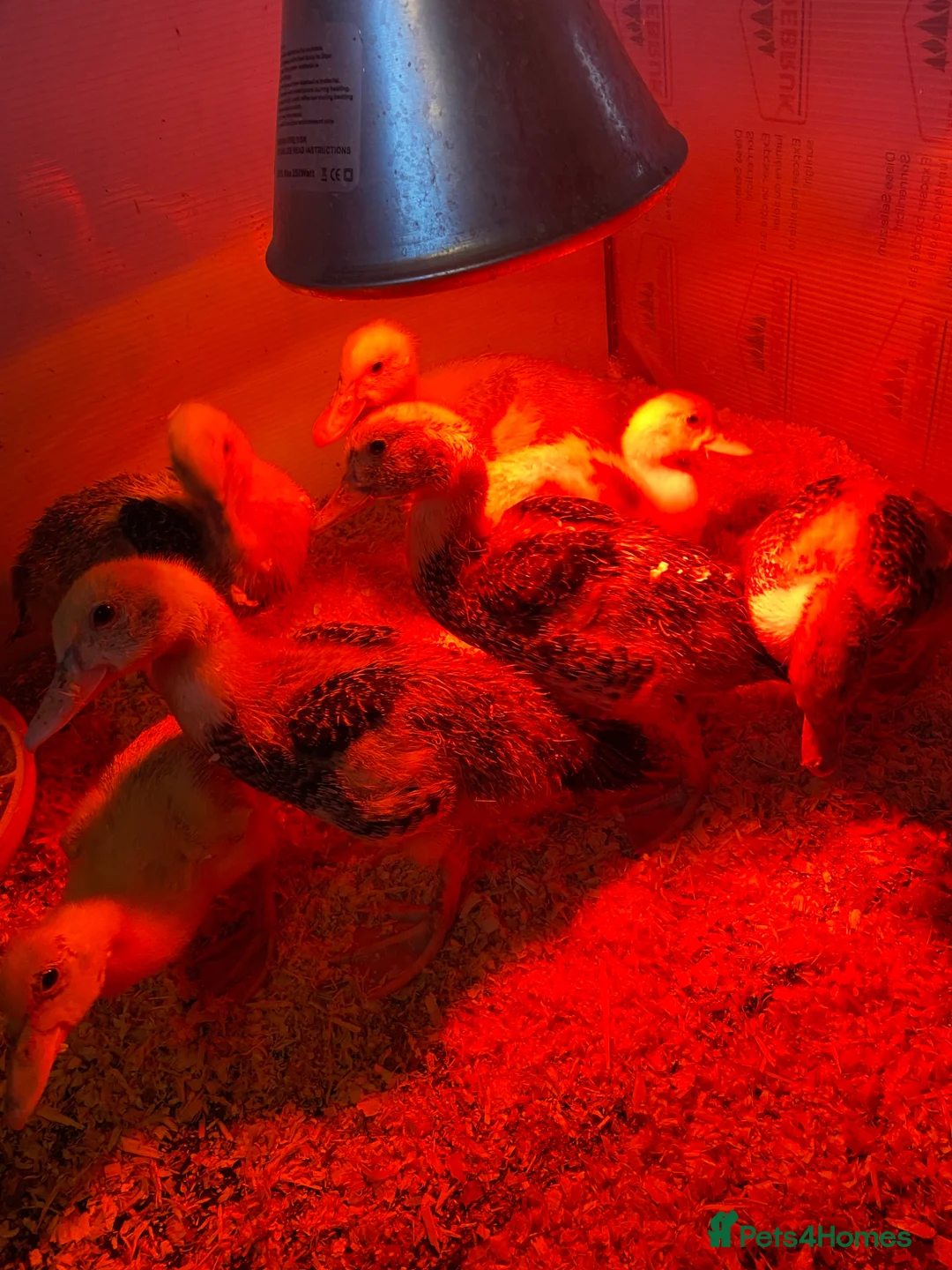 Ducks poultry for sale: 5 Muscovy duck - Advert 1