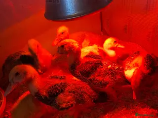 Ducks poultry 7 Muscovy duck - Advert 7