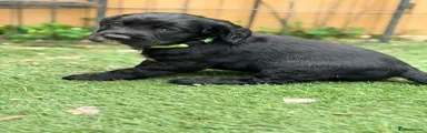 Cocker Spaniel 3